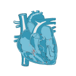 Cardiologist (የልብ ህክምና ሰብ ስፔሻሊስት)