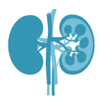 Nephrologist (የኩላሊት ህክምና ሰብ ስፔሻሊስት)